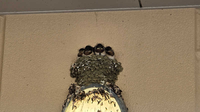 さとぅーさんの寺泊きんぱちの湯のサ活写真