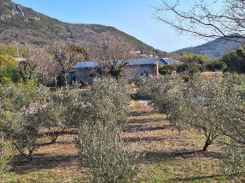 Great-Tigerｰ7.5HzNeoさんのオリーブ温泉満天の湯のサ活写真