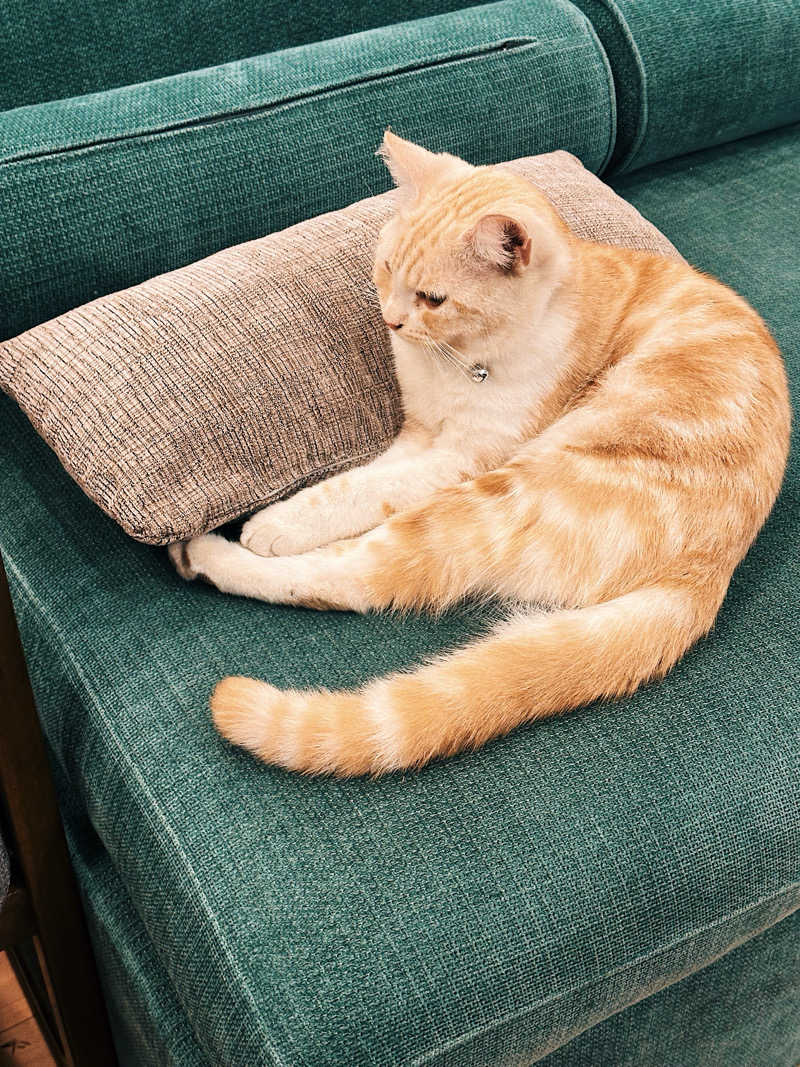 ちびわかめさんの行田・湯本天然温泉 茂美の湯のサ活写真