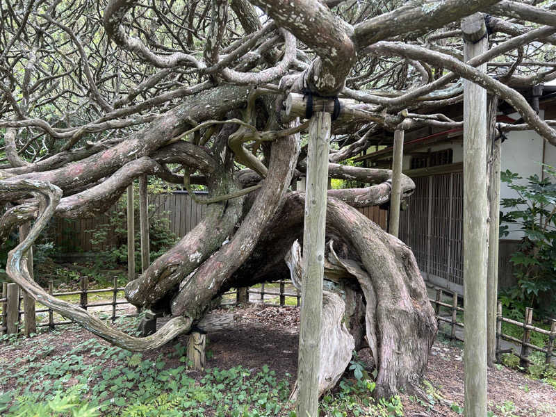 ももいろのサウスポーさんの天然温泉 杜都の湯 御宿 野乃仙台のサ活写真