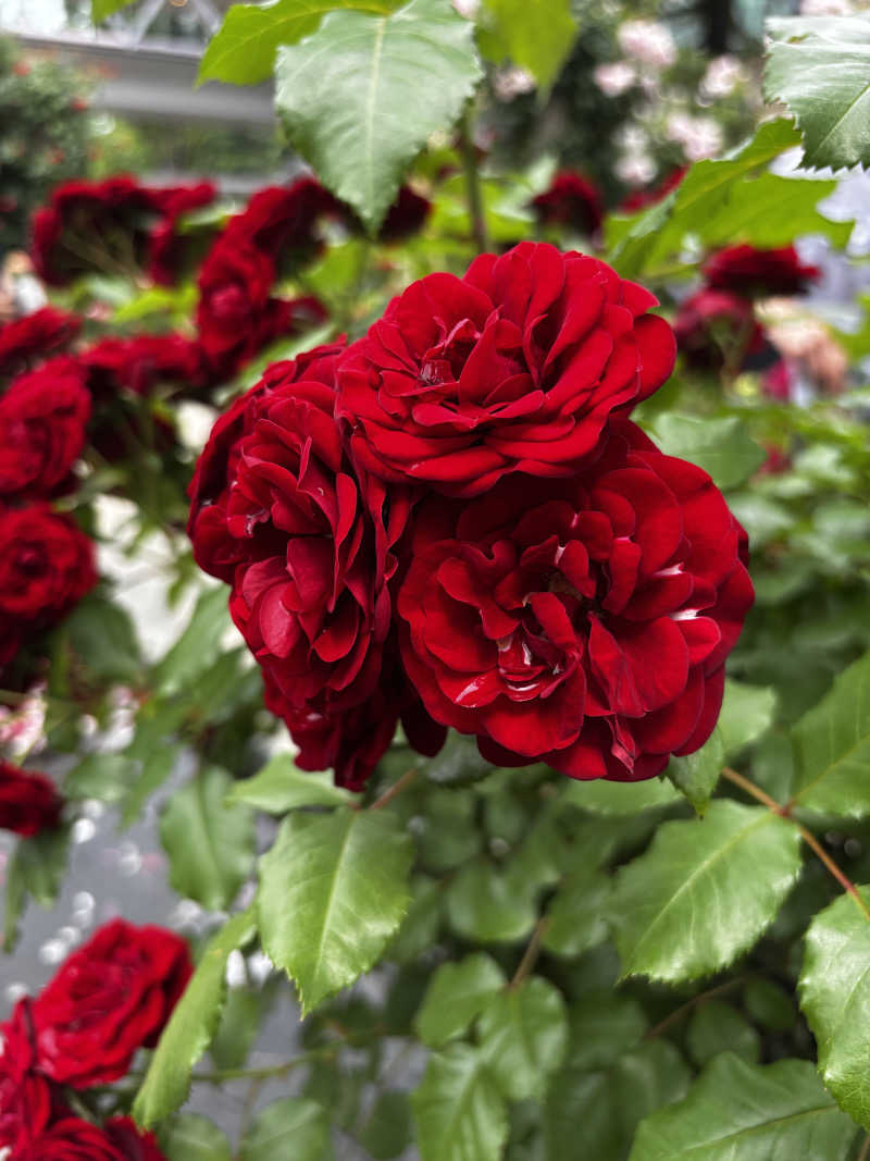 こんちゃさんの富士山天然水SPA サウナ鷹の湯のサ活写真