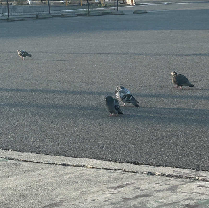 サウナ会　エグさんの湯どころ みのりのサ活写真