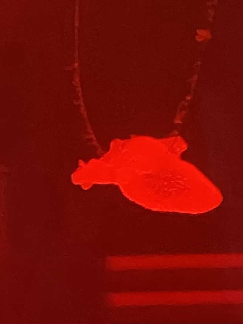 ミャクミャクさんのワイズキャビン大阪難波のサ活写真