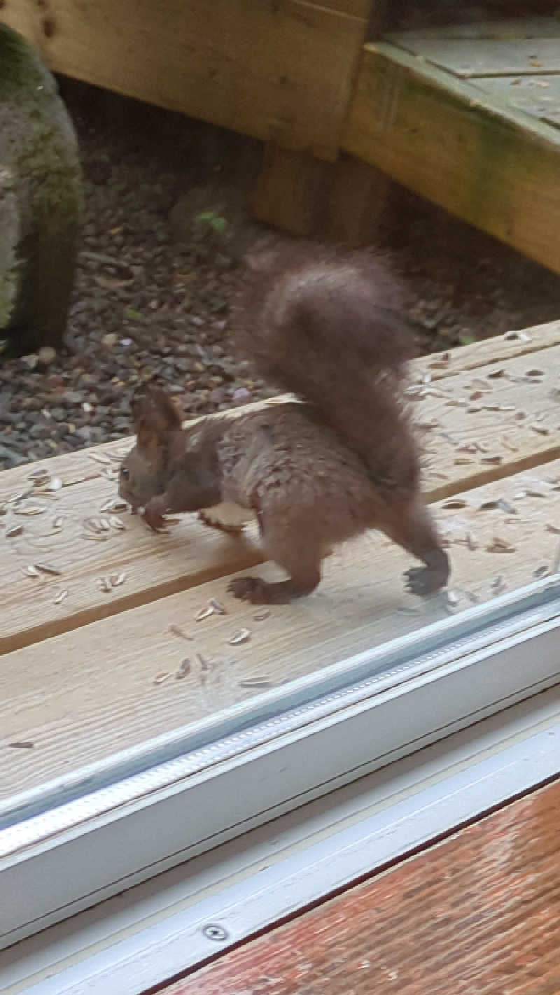はごすけさんの湯宿だいいちのサ活写真