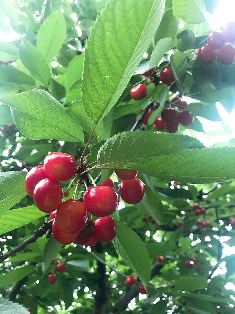 優さんの小樽グリーンホテル 本館 ( THE GREEN OTARU )のサ活写真