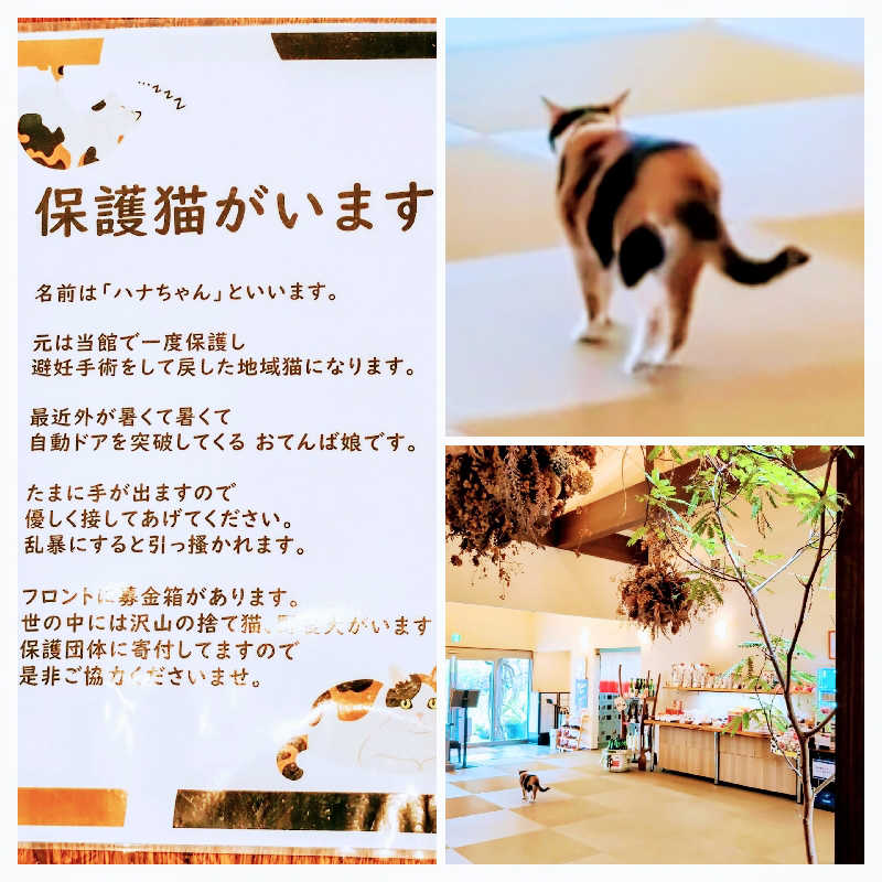 7chinさんの七沢荘のサ活写真