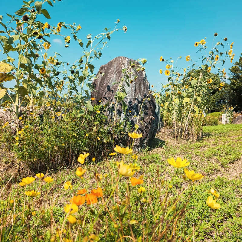 7chinさんの厚木市荻野運動公園 プールのサ活写真