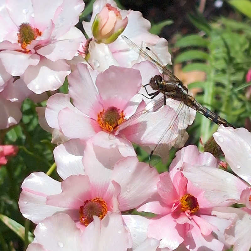7chinさんのよみうりランド眺望温泉 花景の湯のサ活写真