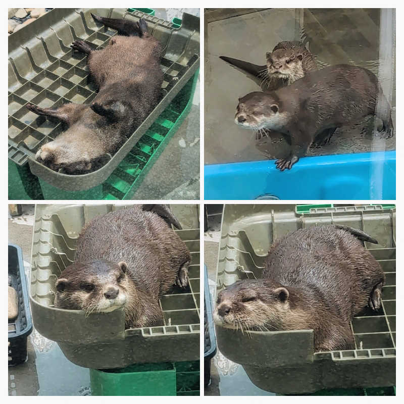 7chinさんのよみうりランド眺望温泉 花景の湯のサ活写真