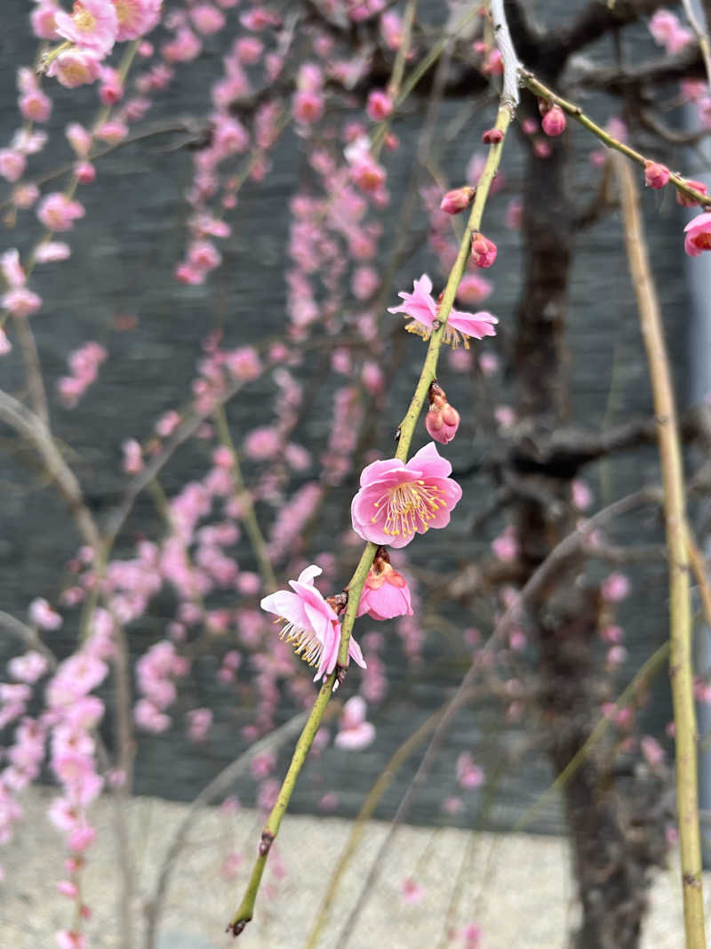 taaa♩さんのSHIORI (古湯温泉 ONCRI)のサ活写真