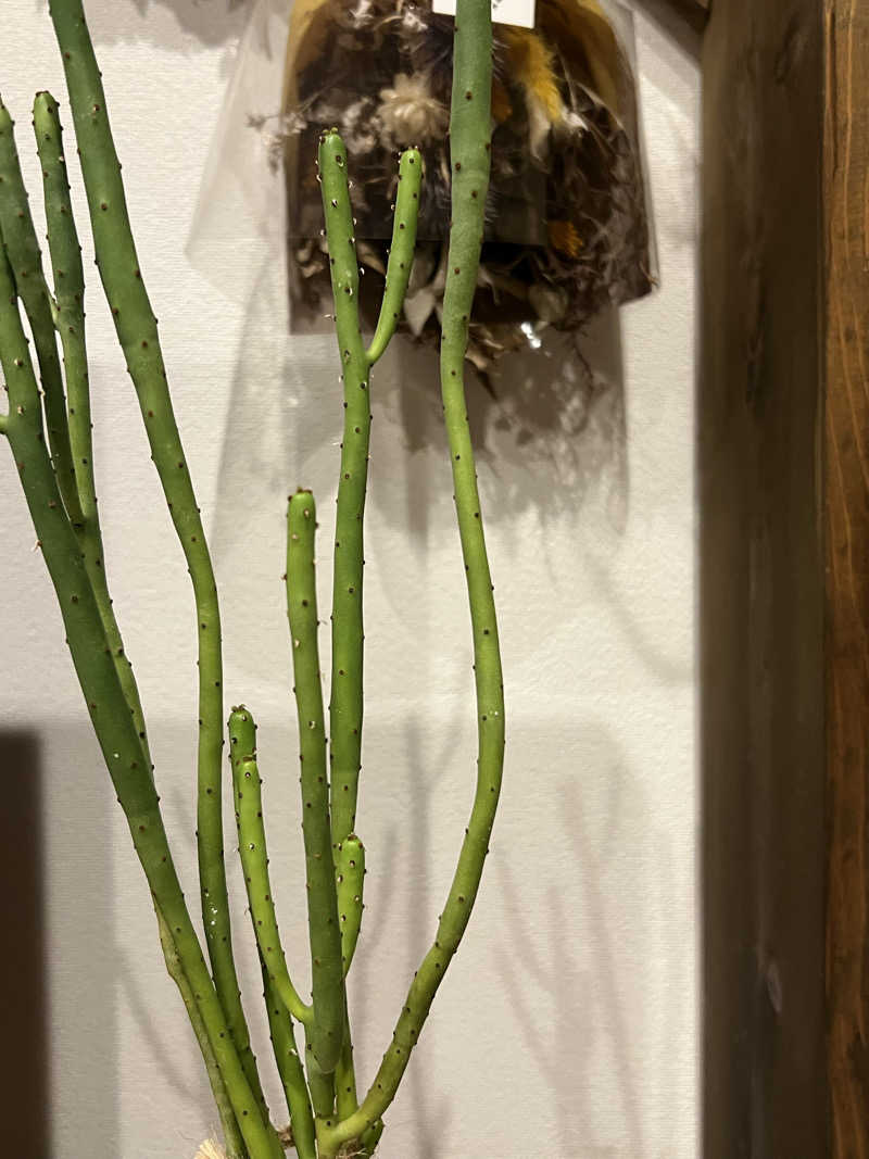 taaa♩さんのSHIORI (古湯温泉 ONCRI)のサ活写真