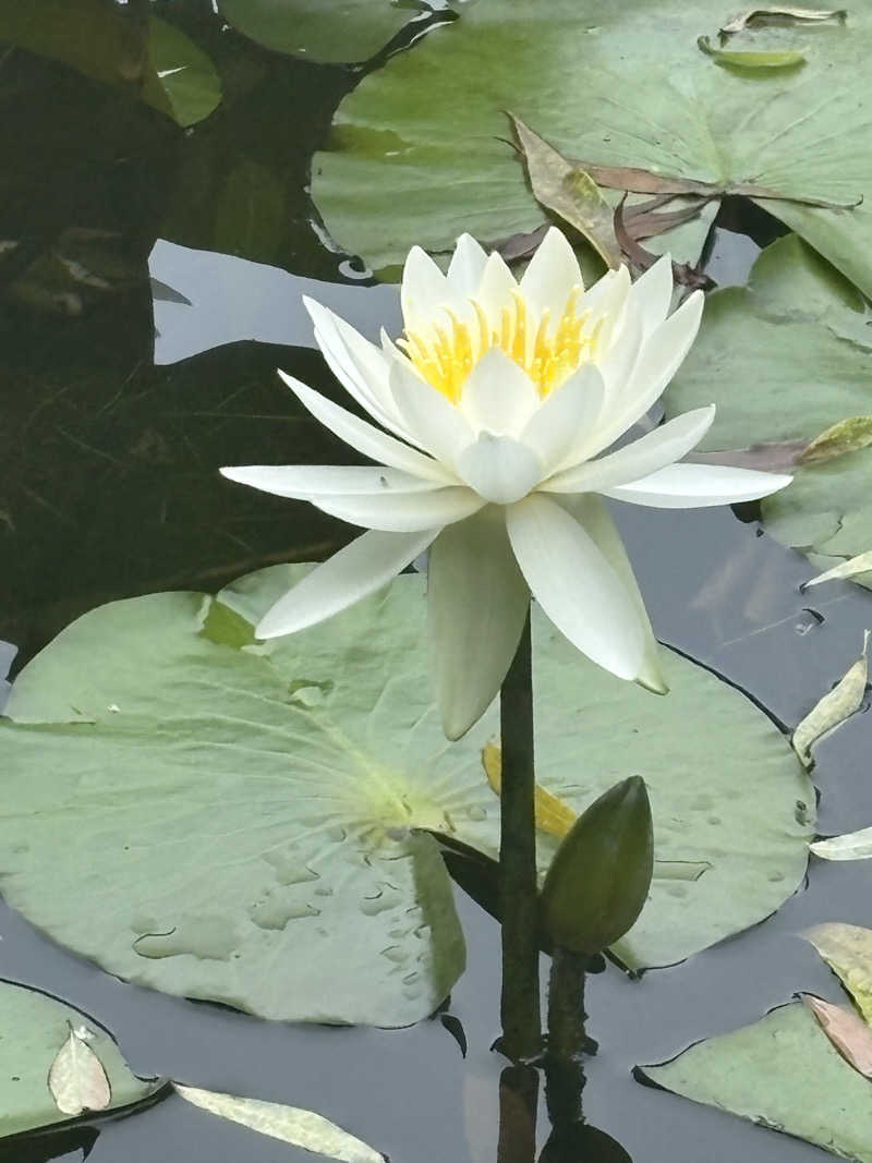 むぎこさんの北のたまゆら 桑園のサ活写真