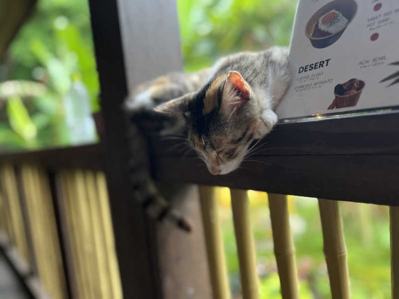 どらさんの亜熱帯サウナのサ活写真