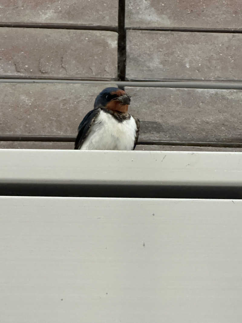 くろさんのグランドエクシブ軽井沢のサ活写真