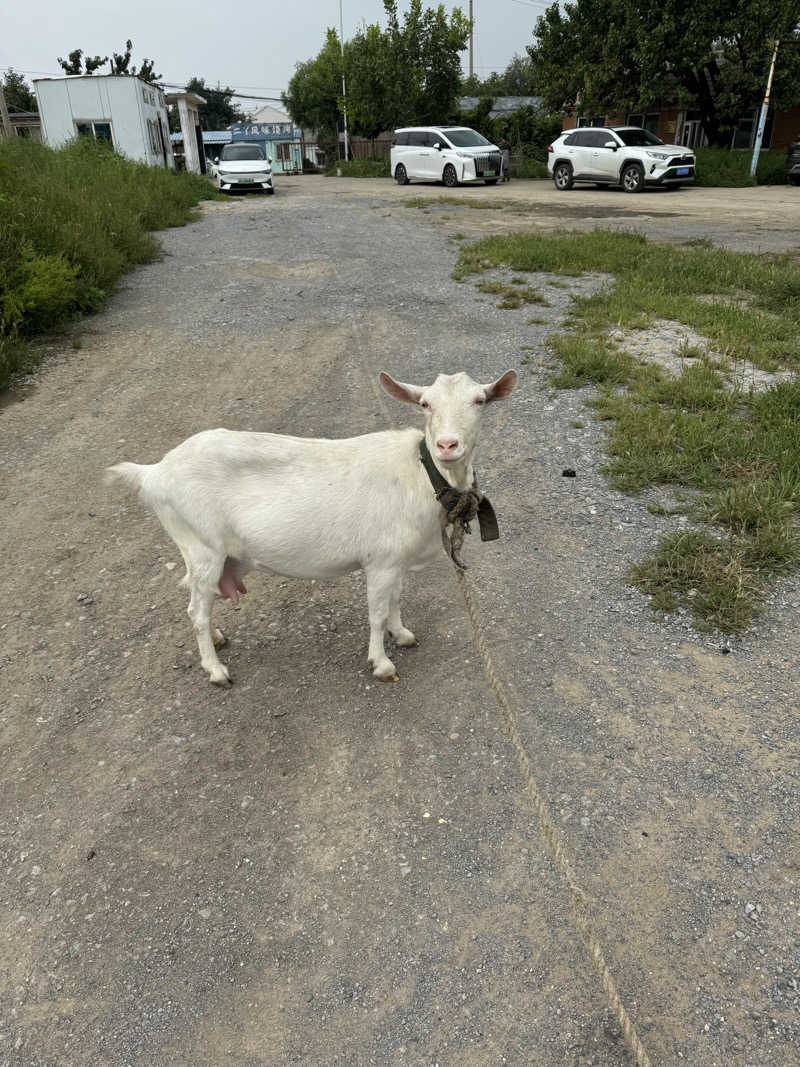 四次元⇆三次元さんの大連日航飯店(Hotel Nikko Dalian)のサ活写真