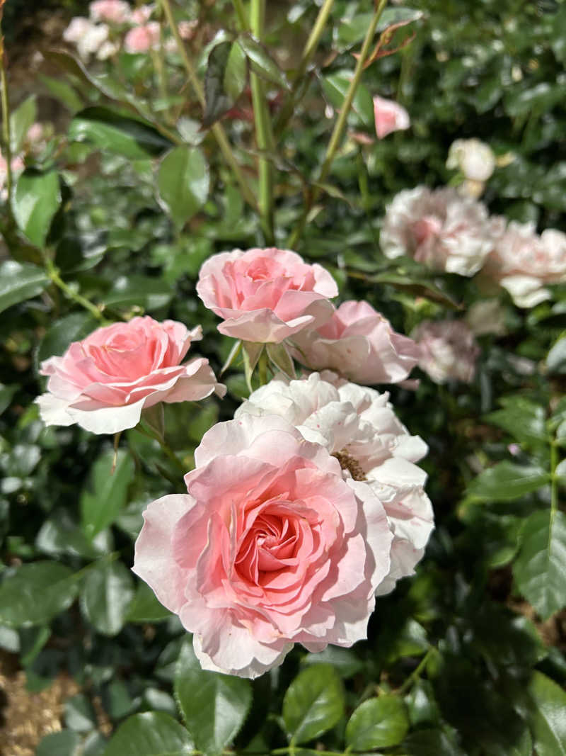 しょーやんさんの花巻温泉 ホテル花巻のサ活写真