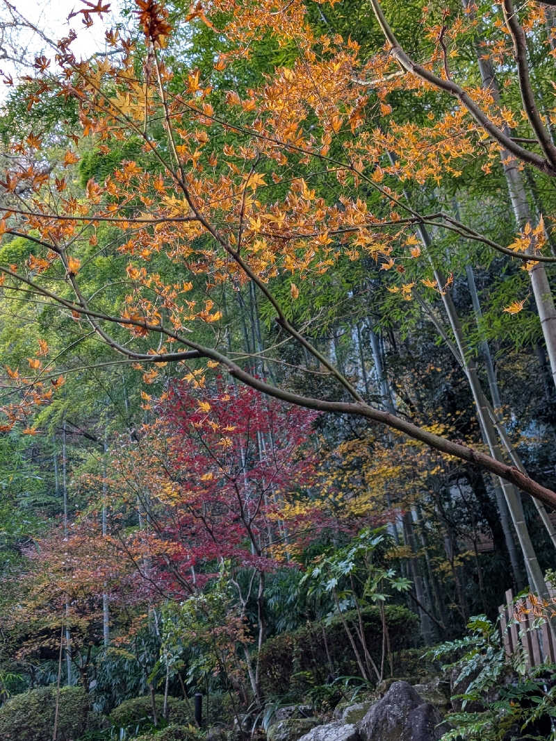 おベリさんの箱根湯本温泉 天成園のサ活写真