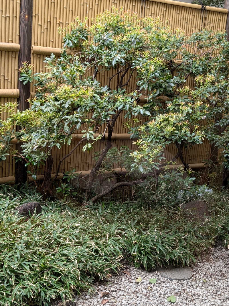 おベリさんの東京染井温泉 SAKURAのサ活写真