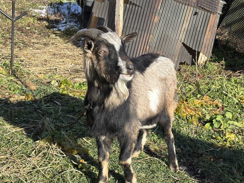 ゆーあさんの熊ノ沢温泉のサ活写真