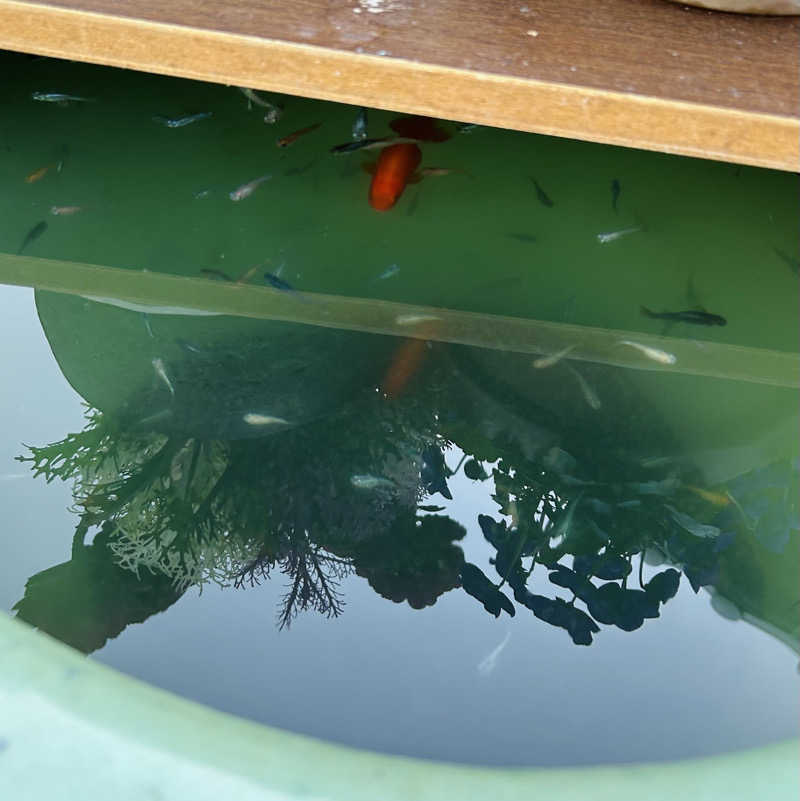 しゃーくさんの福知山温泉 養老の湯のサ活写真