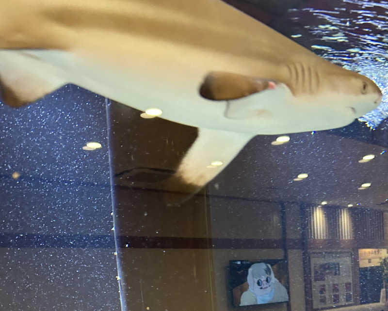 しゃーくさんの竹取温泉 灯りの湯のサ活写真