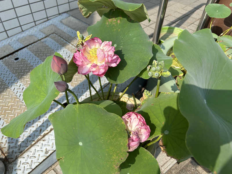 新東京正義乃士さんの紀の国湯のサ活写真