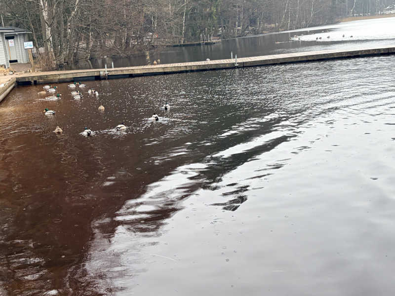 もるさんのCafe Kuusijärviのサ活写真