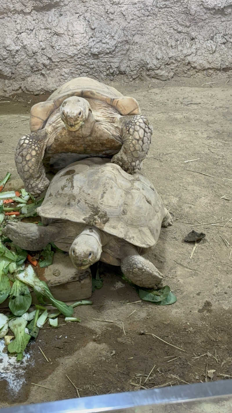 さうな親父さんの登別温泉 登別グランドホテルのサ活写真