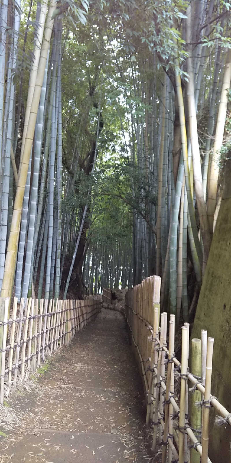 SO-RIさんの佐倉天然温泉 澄流(すみれ)のサ活写真