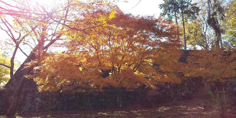 SO-RIさんの橿原ぽかぽか温泉のサ活写真