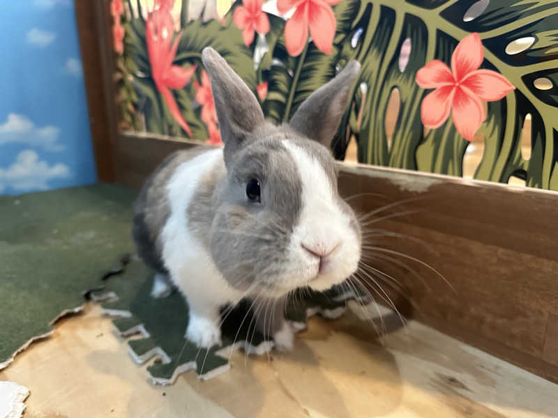 乗り鉄のおみそさん@しかしキャンパー⛺さんのアクアリゾート 岐阜ふじの湯のサ活写真