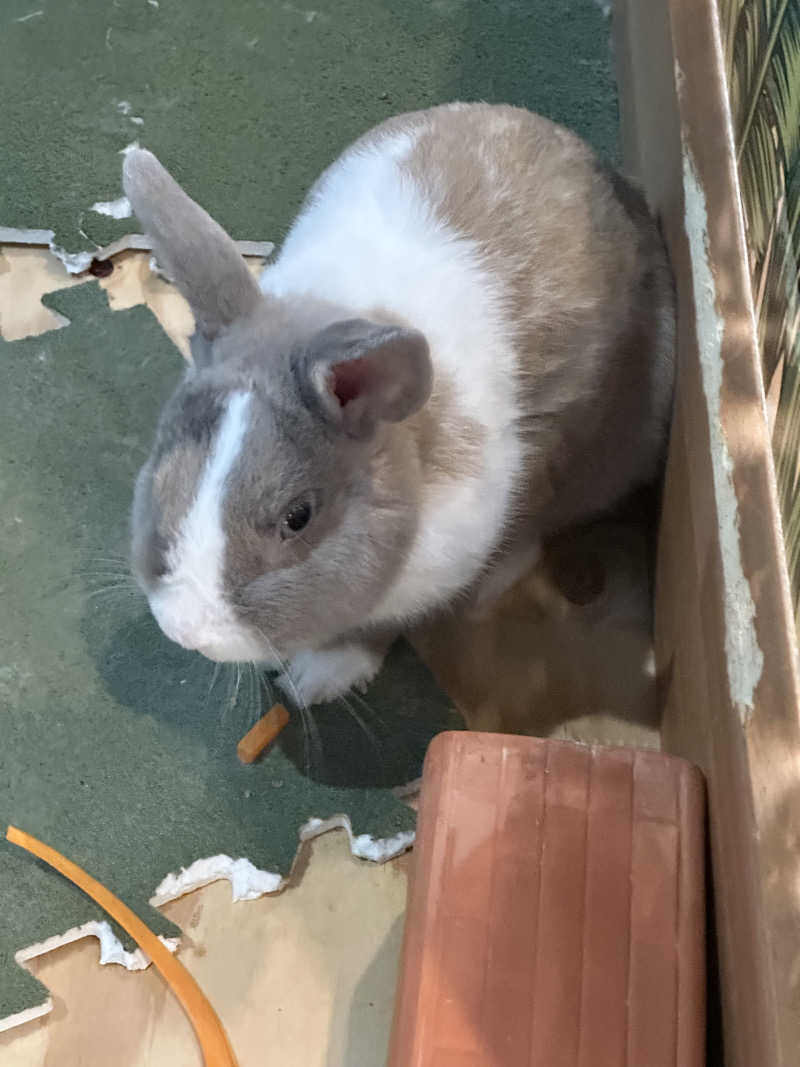 乗り鉄のおみそさん@しかしキャンパー⛺さんのアクアリゾート 岐阜ふじの湯のサ活写真