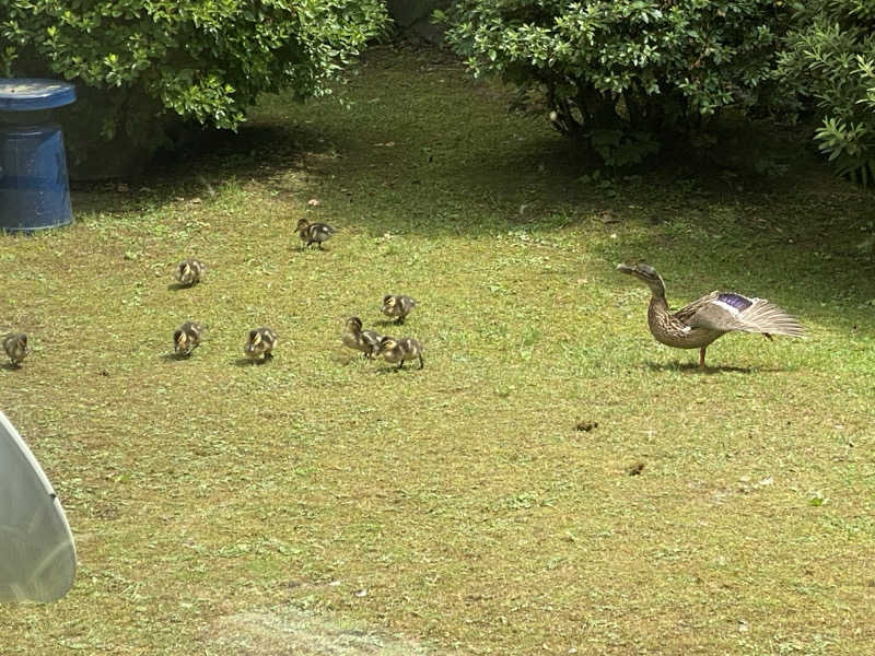 銭湯員Ｑさんの自由ヶ丘温泉のサ活写真