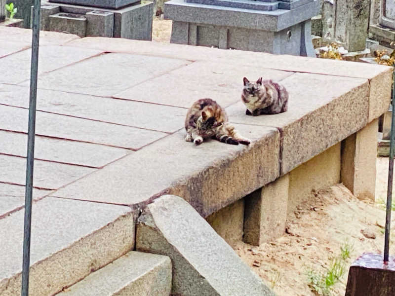 やまピー監督さんの尾道平原温泉 ぽっぽの湯のサ活写真