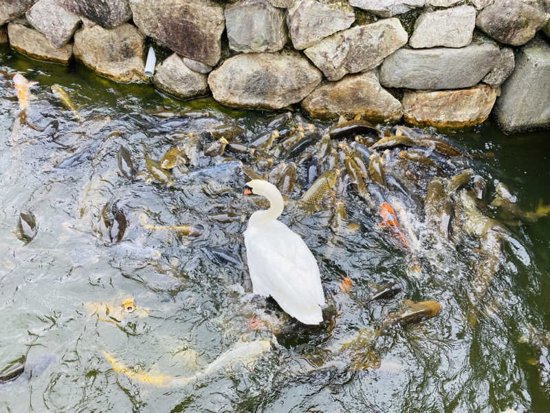 やまピー監督さんの大芦高原温泉 雲海のサ活写真