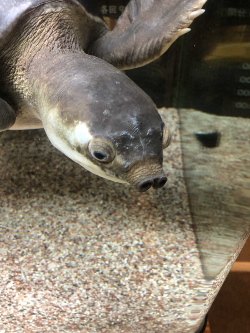 koichiさんの松本湯のサ活写真
