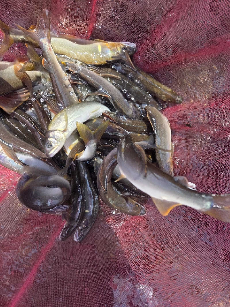 ですですさんの西米良温泉ゆた～と カリコボーズの湯のサ活写真