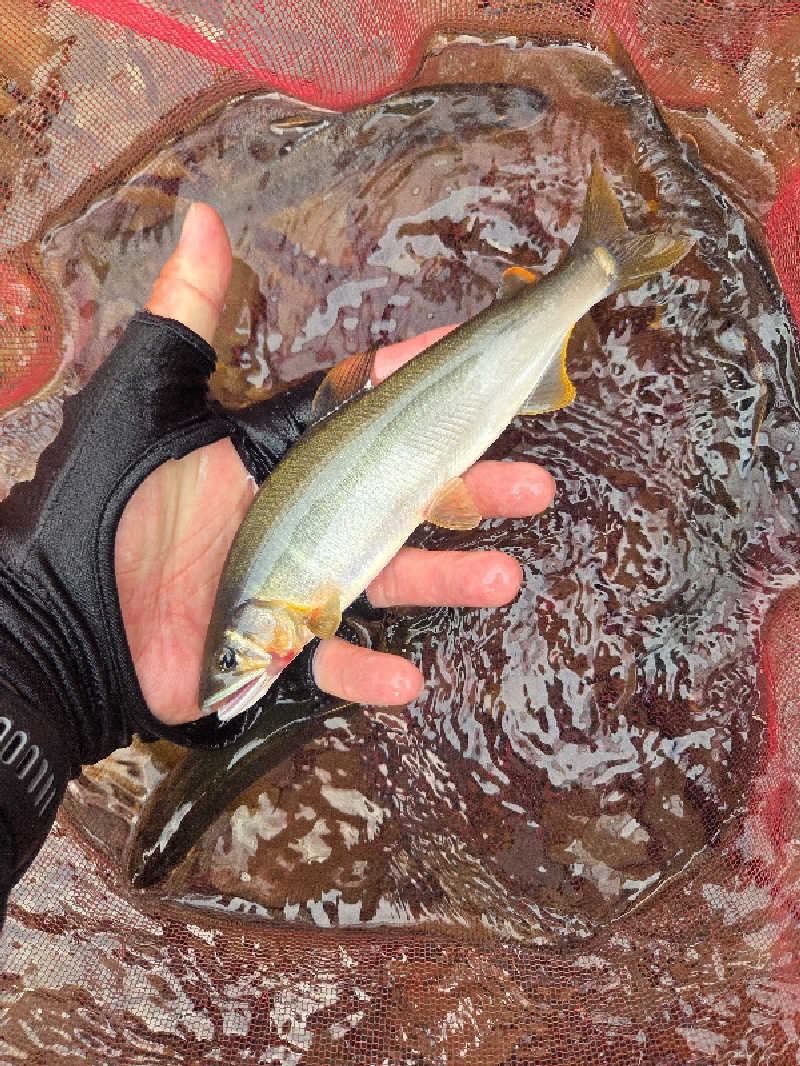 ですですさんの西米良温泉ゆた～と カリコボーズの湯のサ活写真