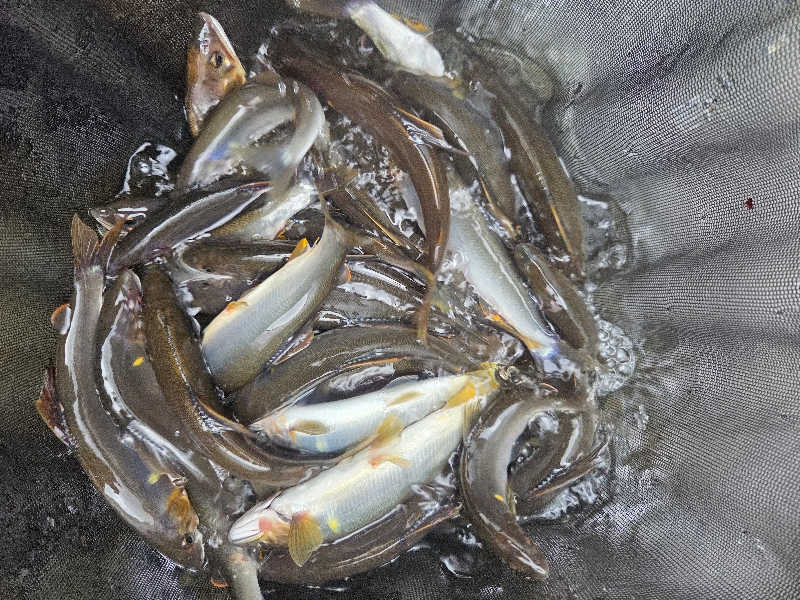 ですですさんの西米良温泉ゆた～と カリコボーズの湯のサ活写真