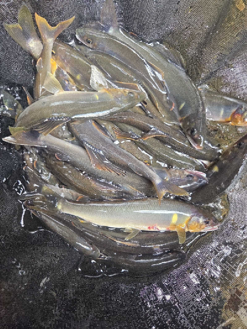 ですですさんの西米良温泉ゆた～と カリコボーズの湯のサ活写真