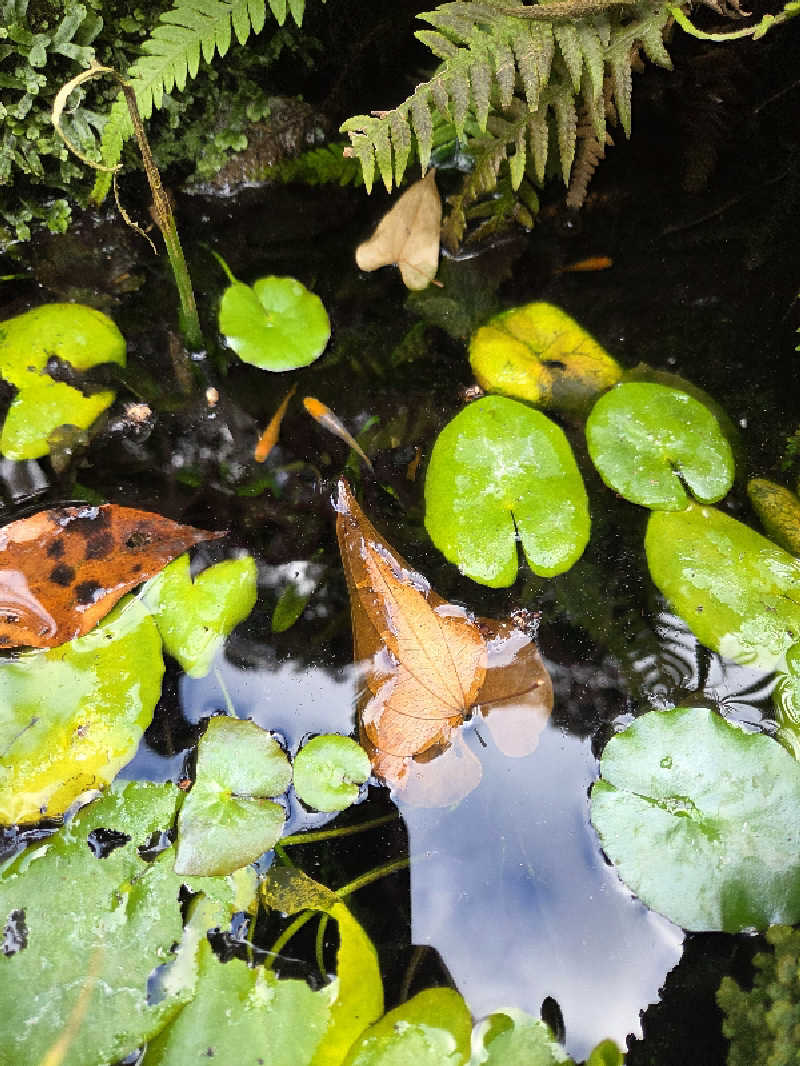 ですですさんの極楽温泉 匠の宿のサ活写真