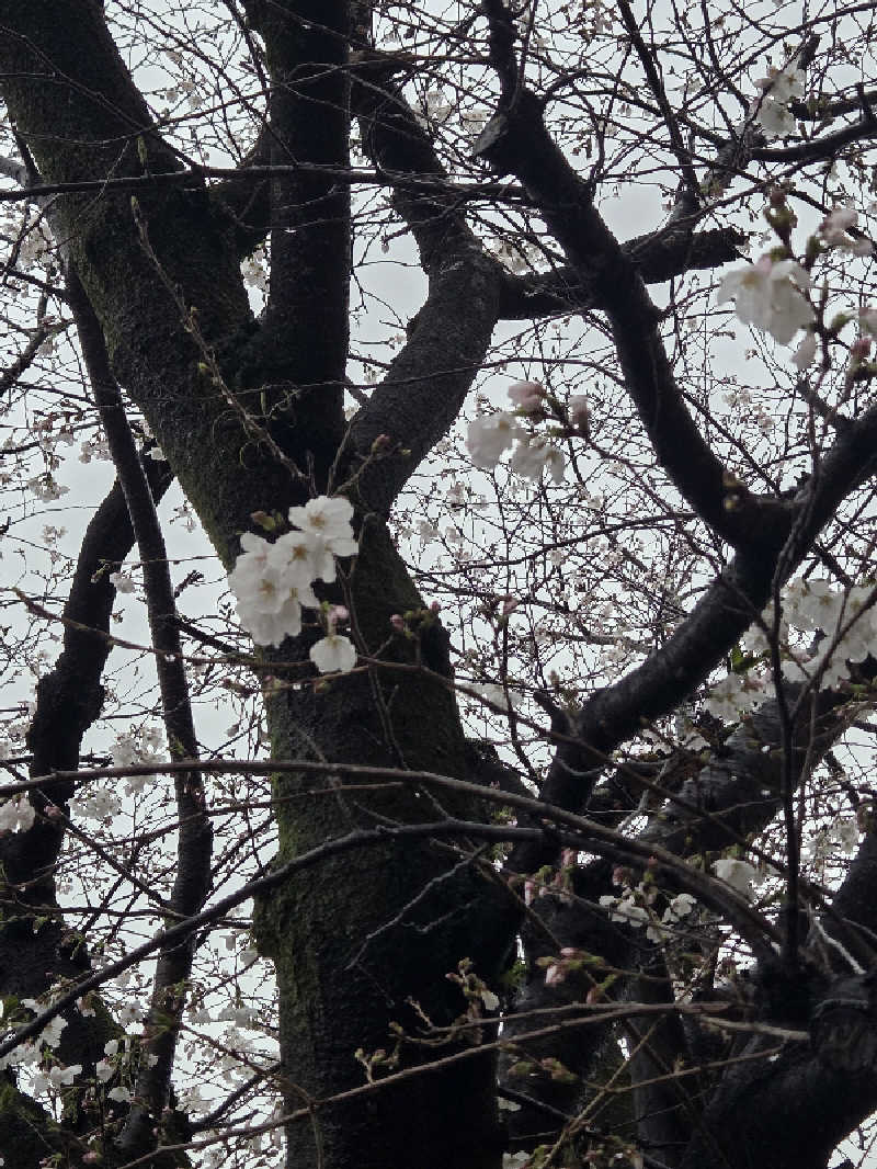 ですですさんのスパぱうぱうのサ活写真