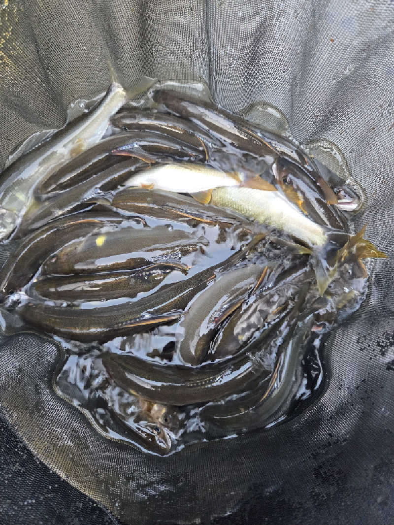 ですですさんの西米良温泉ゆた～と カリコボーズの湯のサ活写真