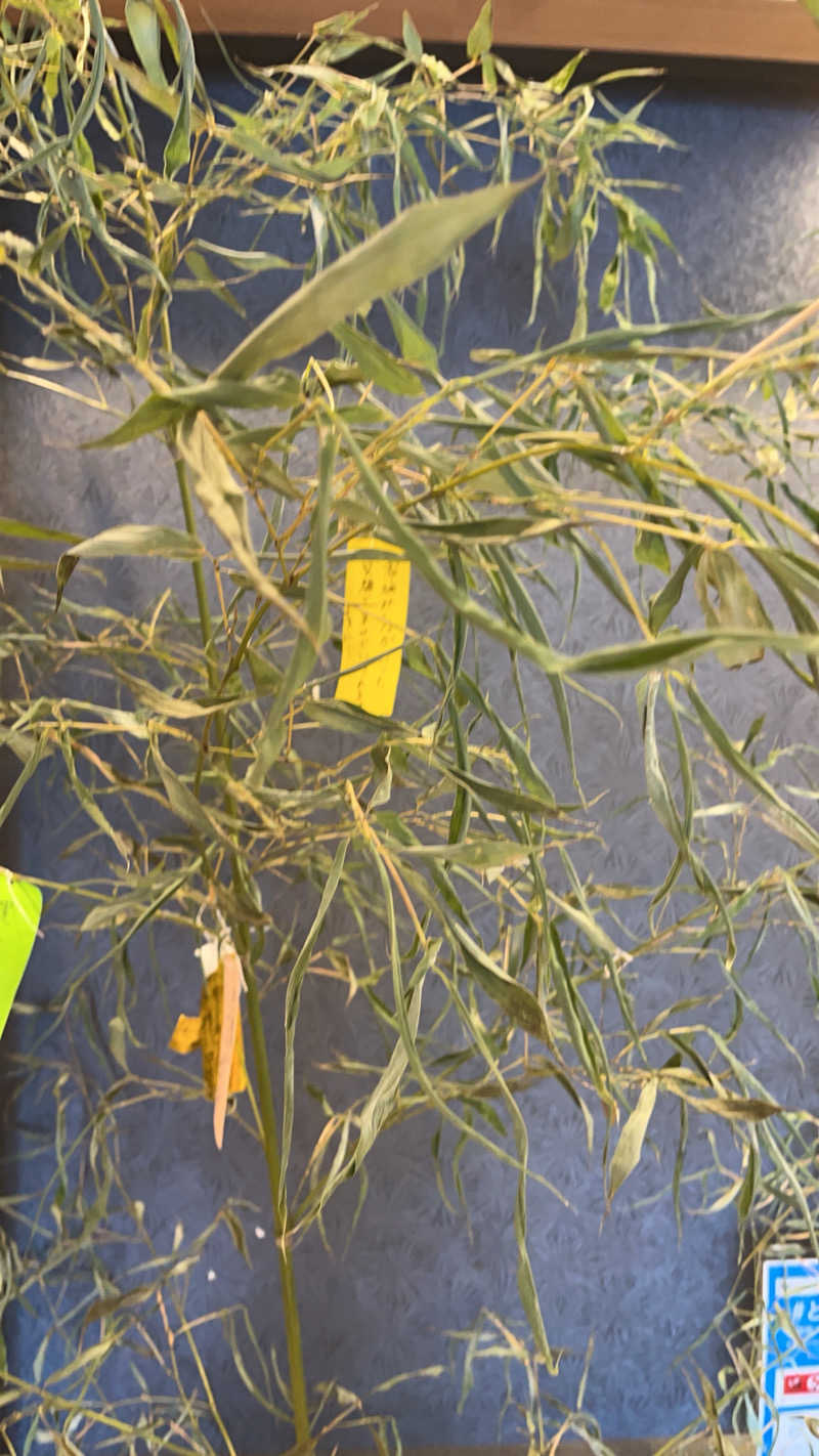 maruchika7さんの南柏天然温泉すみれのサ活写真