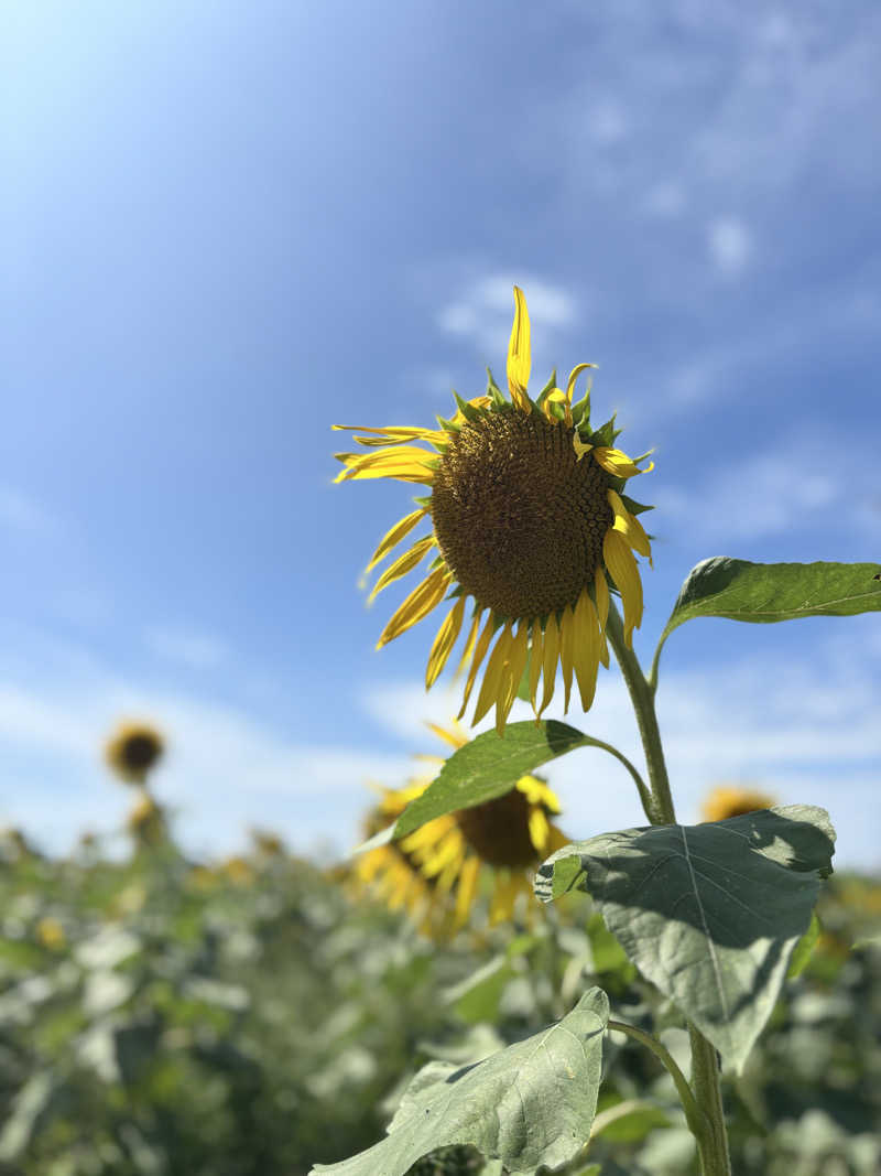 mmさんの天然の湯 あおき温泉のサ活写真