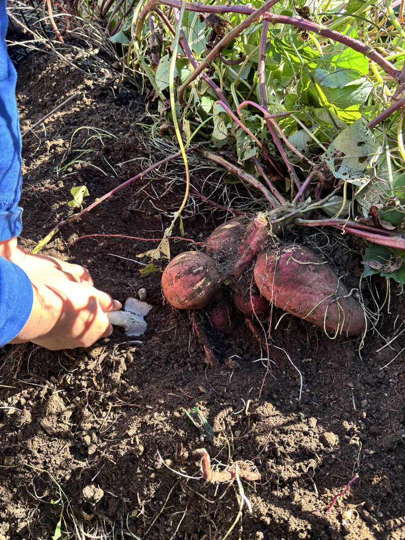 mmさんのユーパレス弁天のサ活写真