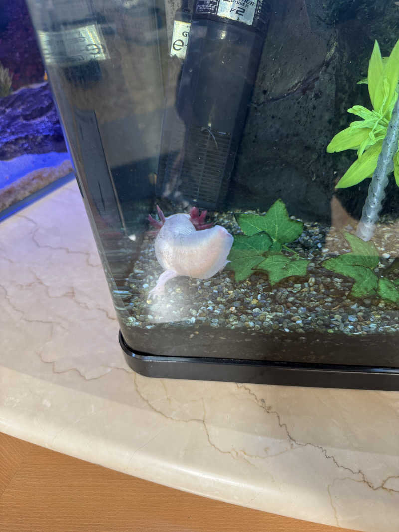 サウニンジャさんの天然温泉リラックスパーク テルメ金沢のサ活写真