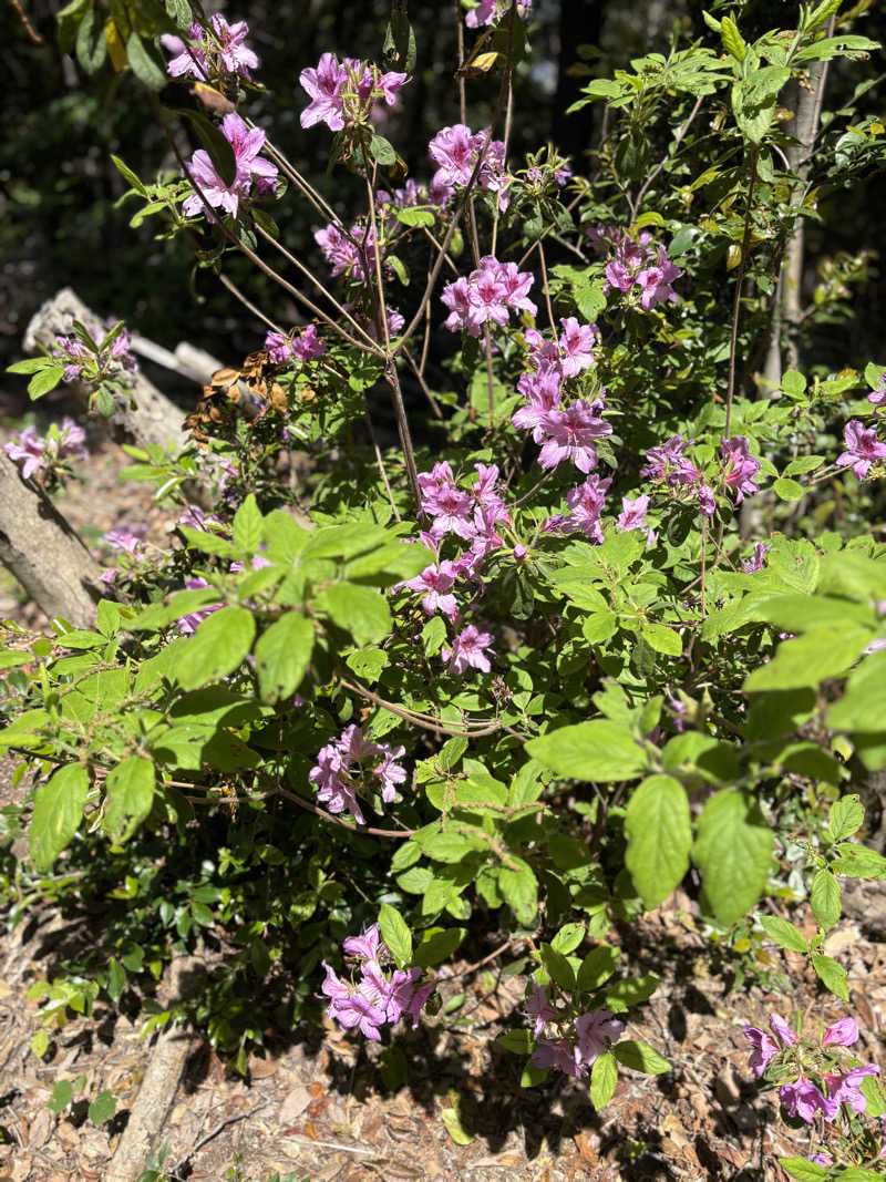 ちーこさんの二ノ丸温泉のサ活写真