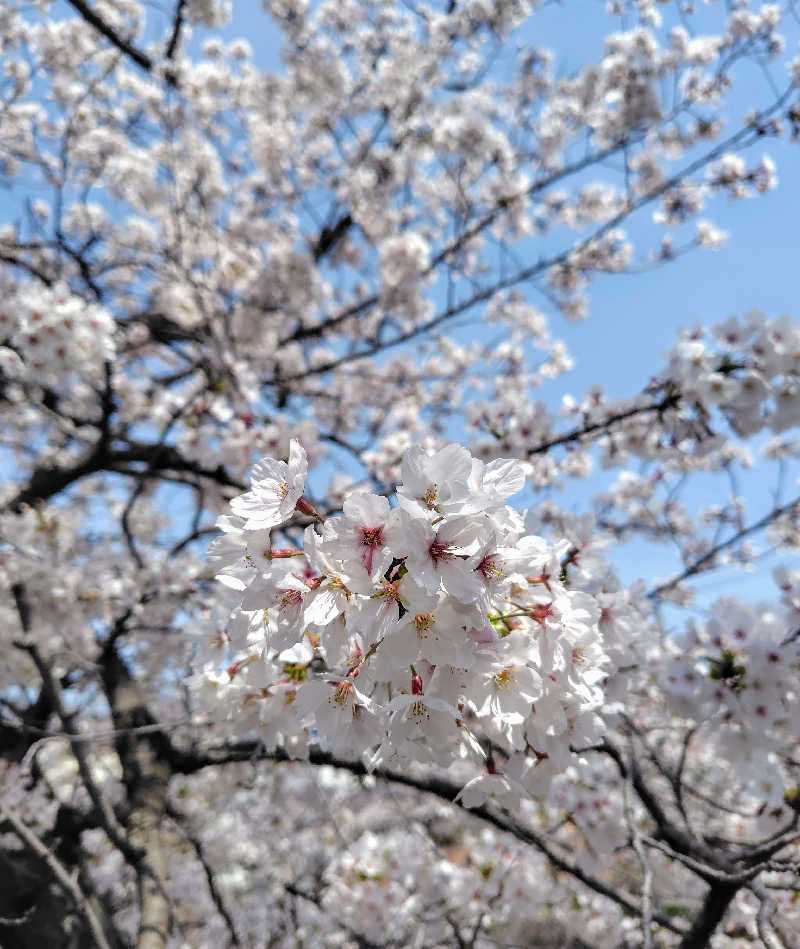 sanpomichiさんの湯あそびひろば森温泉のサ活写真