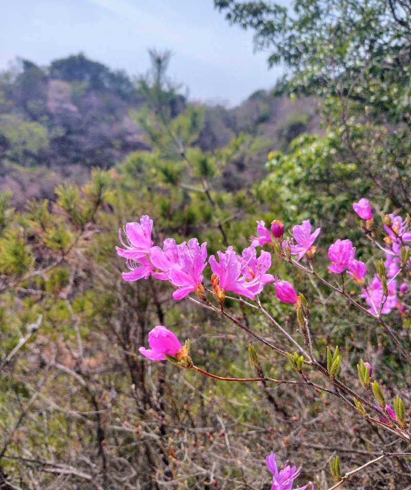 sanpomichiさんの湯あそびひろば森温泉のサ活写真